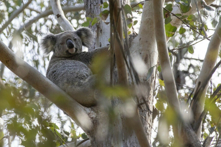 A koala on the fork of a eucalyptus tree