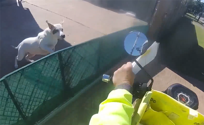 Protecting our Posties: Simple steps to prevent dog attacks