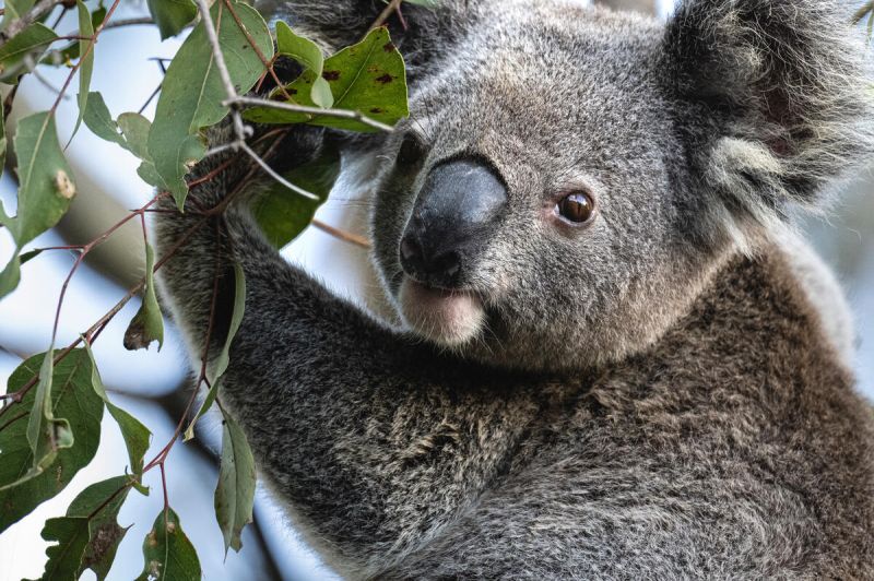 wwf-koala