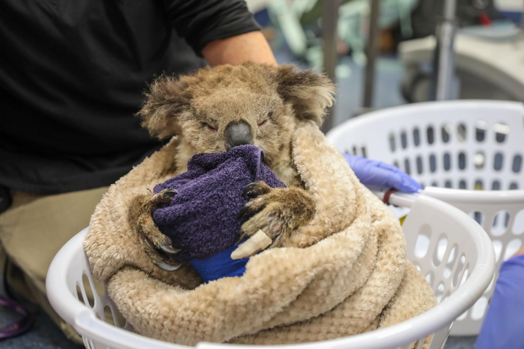 A koala is wrapped in a beige blanket, sitting in a white laundry basket while holding a dark towel.