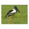Prepaid Postcard – Black-Necked Stork, Kakadu NT product photo Internal 1 THUMBNAIL