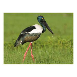 Prepaid Postcard – Black-Necked Stork, Kakadu NT product photo