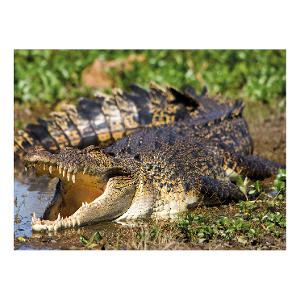 Prepaid Postcard – Saltwater Crocodile, Kakadu NT product photo