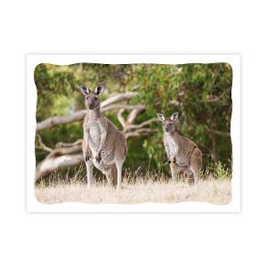 Prepaid Postcard – Kangaroo product photo