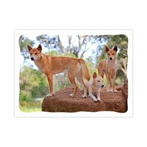 Prepaid Postcard – Dingos product photo