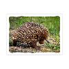 Prepaid Postcard – Echidna product photo Internal 1 THUMBNAIL