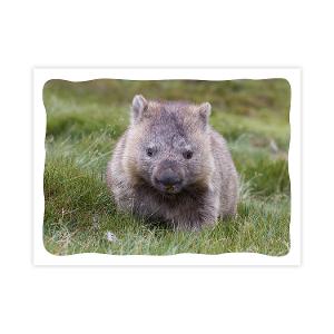 Prepaid Postcard – Wombat product photo