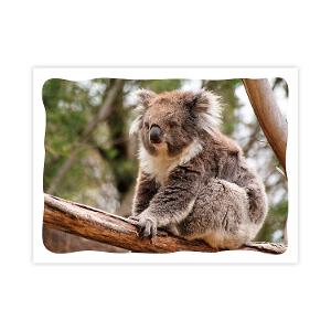 Prepaid Postcard – Koala on branch product photo