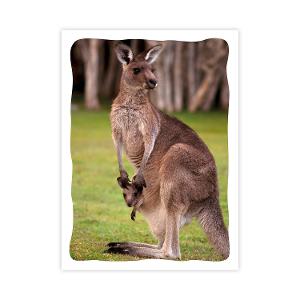 Prepaid Postcard – Kangaroo and baby product photo