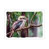 Prepaid Postcard – Kookaburra on branch product photo Internal 1 THUMBNAIL
