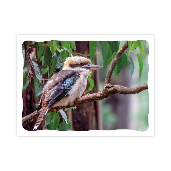 Prepaid Postcard – Kookaburra on branch product photo Internal 1 DETAILS
