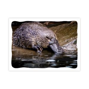 Prepaid Postcard – Platypus product photo