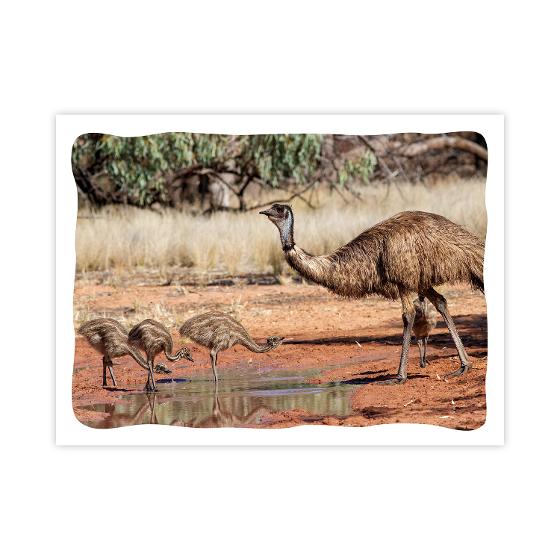 Prepaid Postcard – Emu and chicks product photo Internal 1 DETAILS