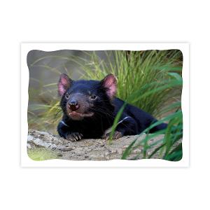 Prepaid Postcard – Tasmania Devil product photo