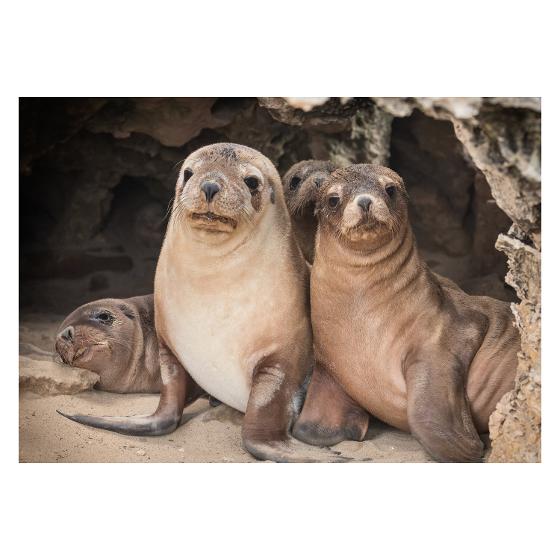 Australian Geographic Weekly 2023 Diary product photo Internal 6 DETAILS