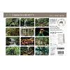 Australian Rainforests 2023 Calendar product photo Internal 2 THUMBNAIL