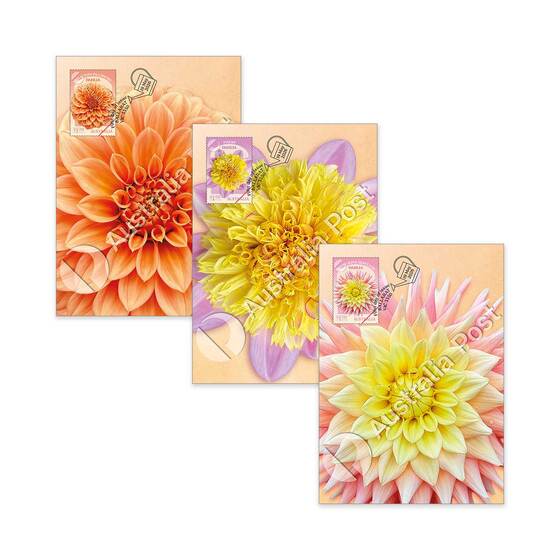 Dahlias Australian Cultivars Maxicard (Set of 3) product photo Internal 1 DETAILS