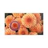 Dahlias Australian Cultivars Medallion Cover product photo Internal 3 THUMBNAIL