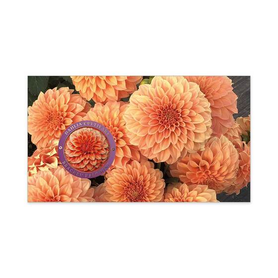 Dahlias Australian Cultivars Medallion Cover product photo Internal 3 DETAILS