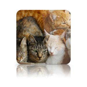Personalised Coasters 4 Pack product photo